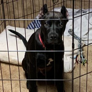 Meet your Posher, radric